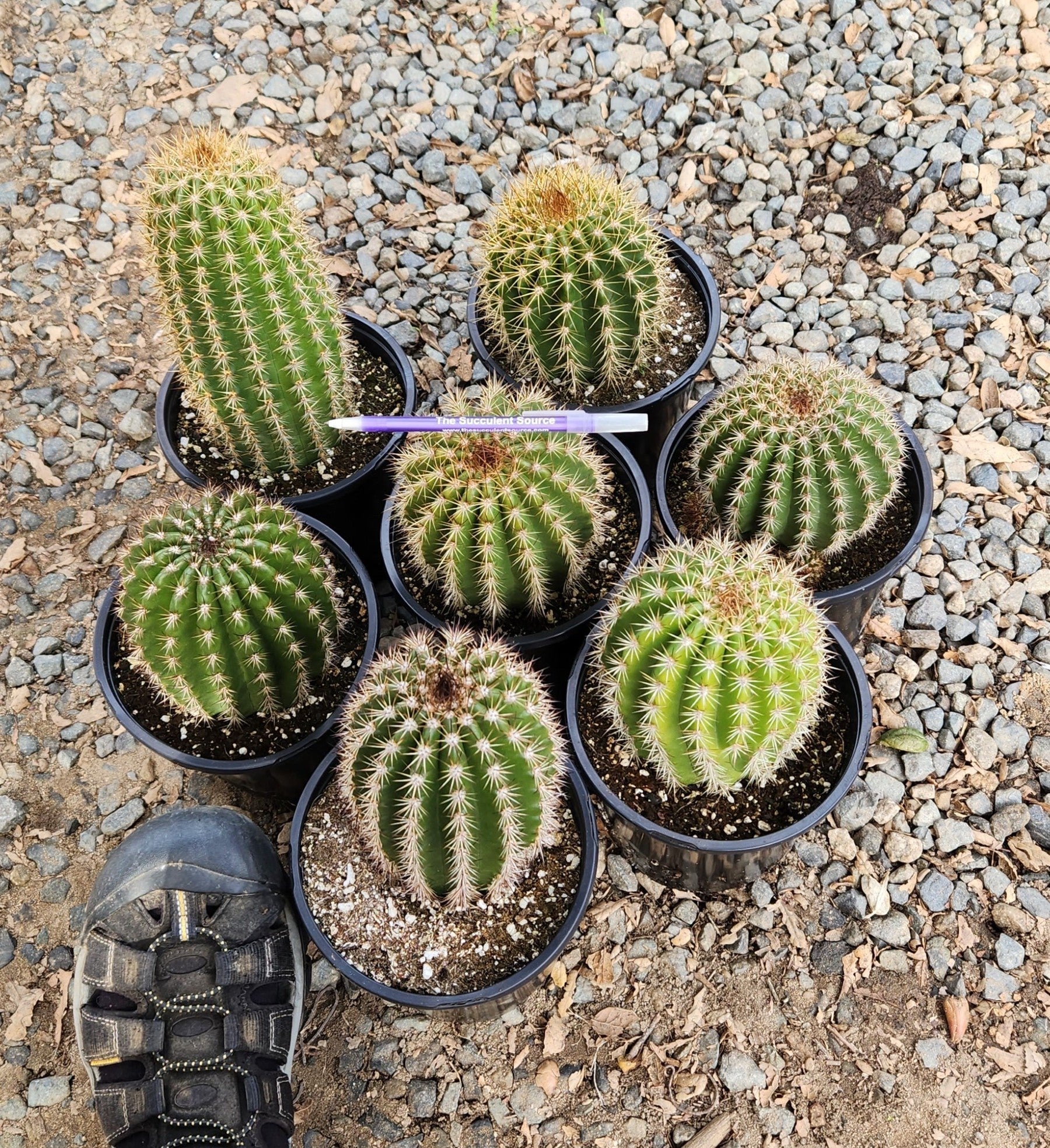 Trichocereus Grandiflorus Hybrid colored flower Cactus-Cactus - Large-The Succulent Source