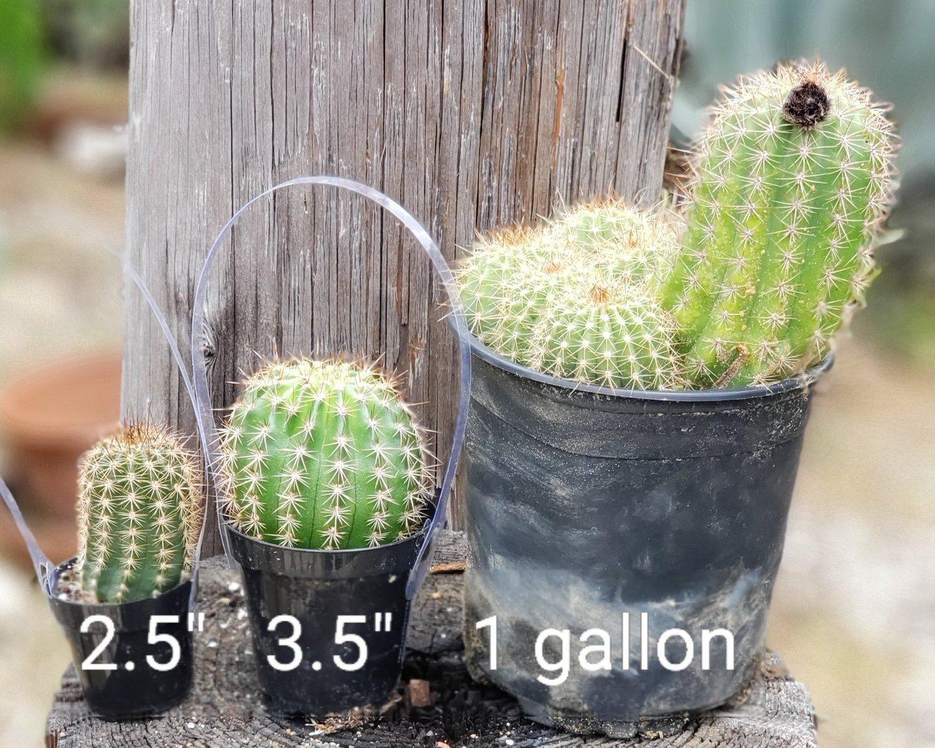 Trichocereus grandiflorus cactus-Cactus - Large-The Succulent Source