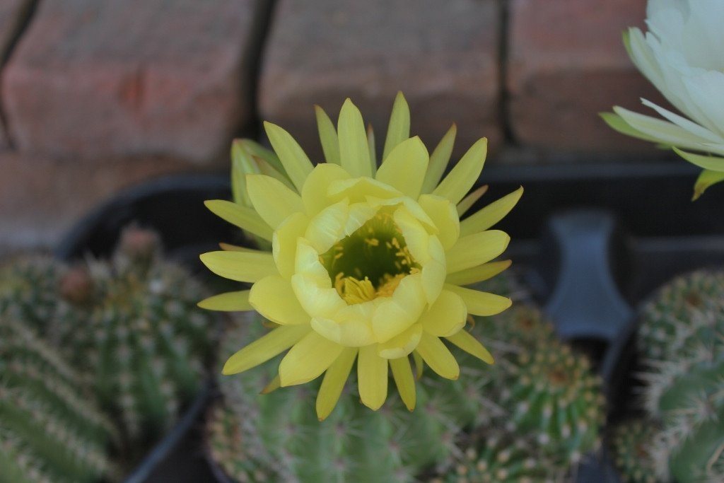 Trichocereus grandiflorus cactus in 1 gallon containers bulk wholesale succulent prices at the succulent source - 6