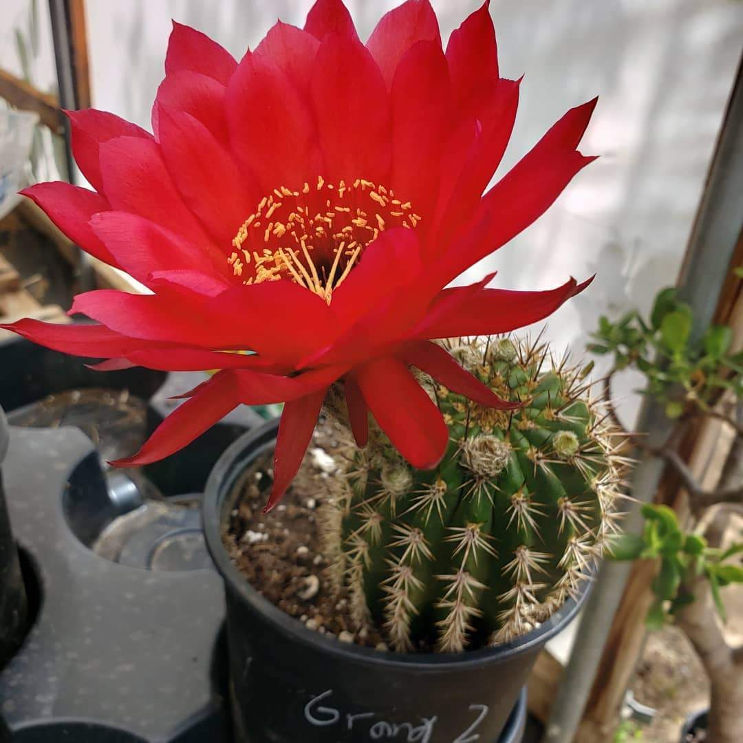 Trichocereus grandiflorus ornamental cactus in 1 gallon containers-Cactus - Large-The Succulent Source