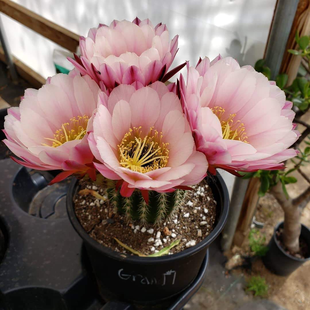 Trichocereus grandiflorus ornamental cactus in 1 gallon containers-Cactus - Large-The Succulent Source
