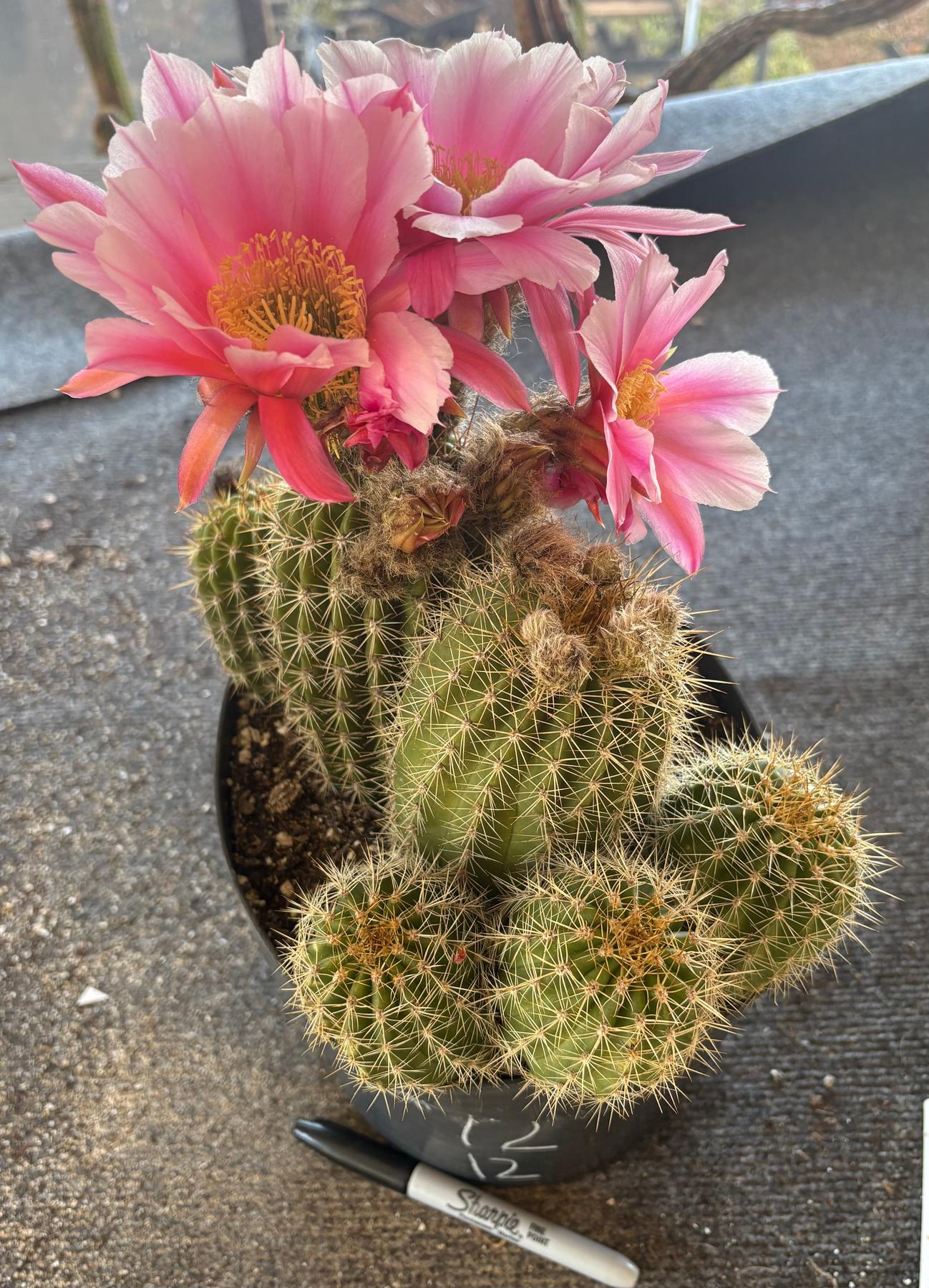 Trichocereus Grandiflorus Hybrid colored flower Cactus-Cactus - Large-The Succulent Source