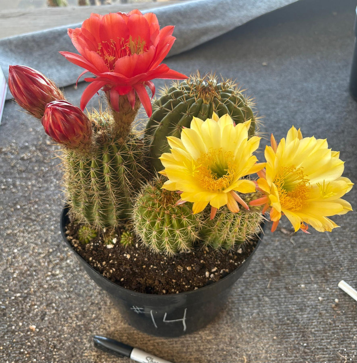 Trichocereus Grandiflorus Hybrid colored flower Cactus-Cactus - Large-The Succulent Source