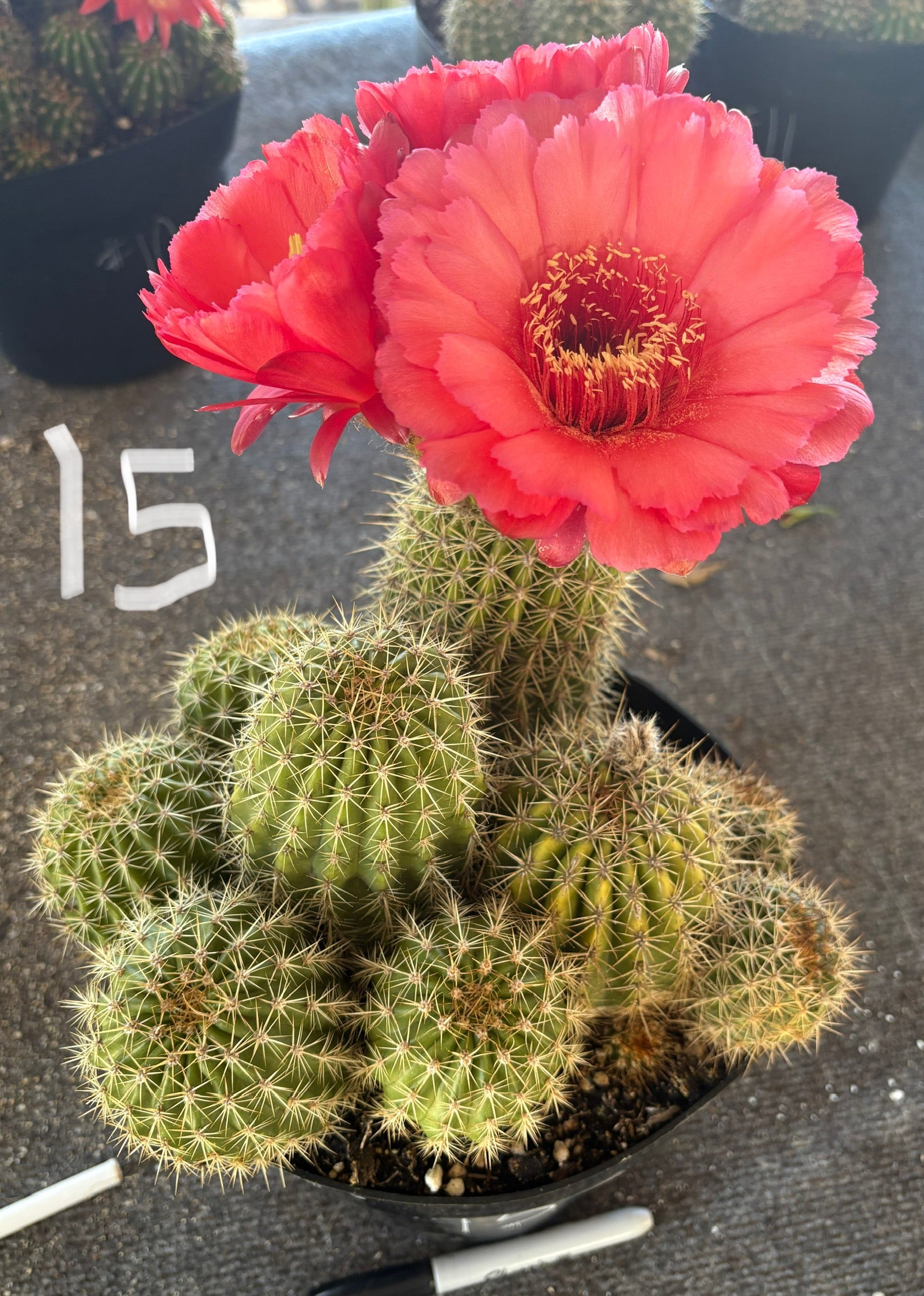 Trichocereus Grandiflorus Hybrid colored flower Cactus-Cactus - Large-The Succulent Source