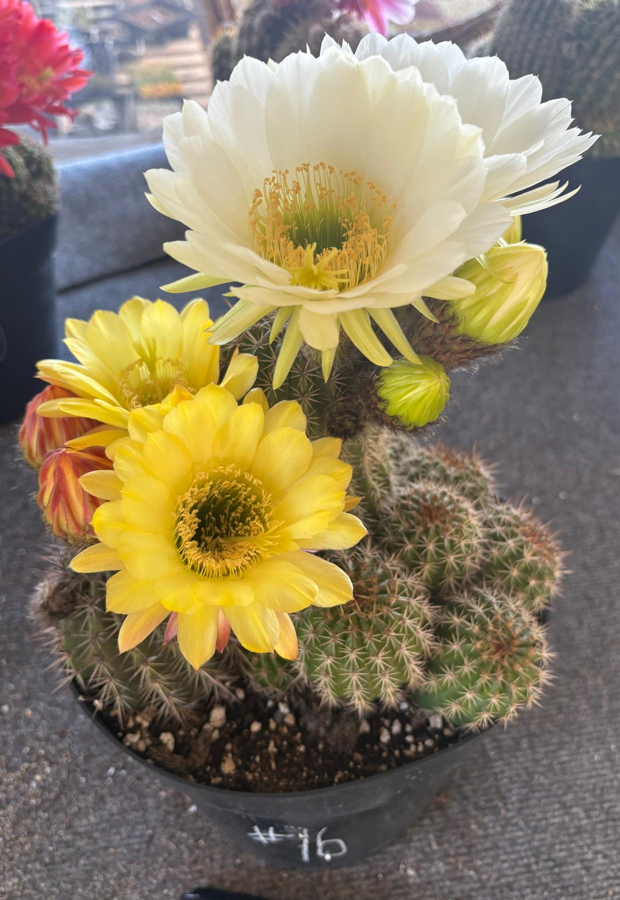 Trichocereus Grandiflorus Hybrid colored flower Cactus-Cactus - Large-The Succulent Source
