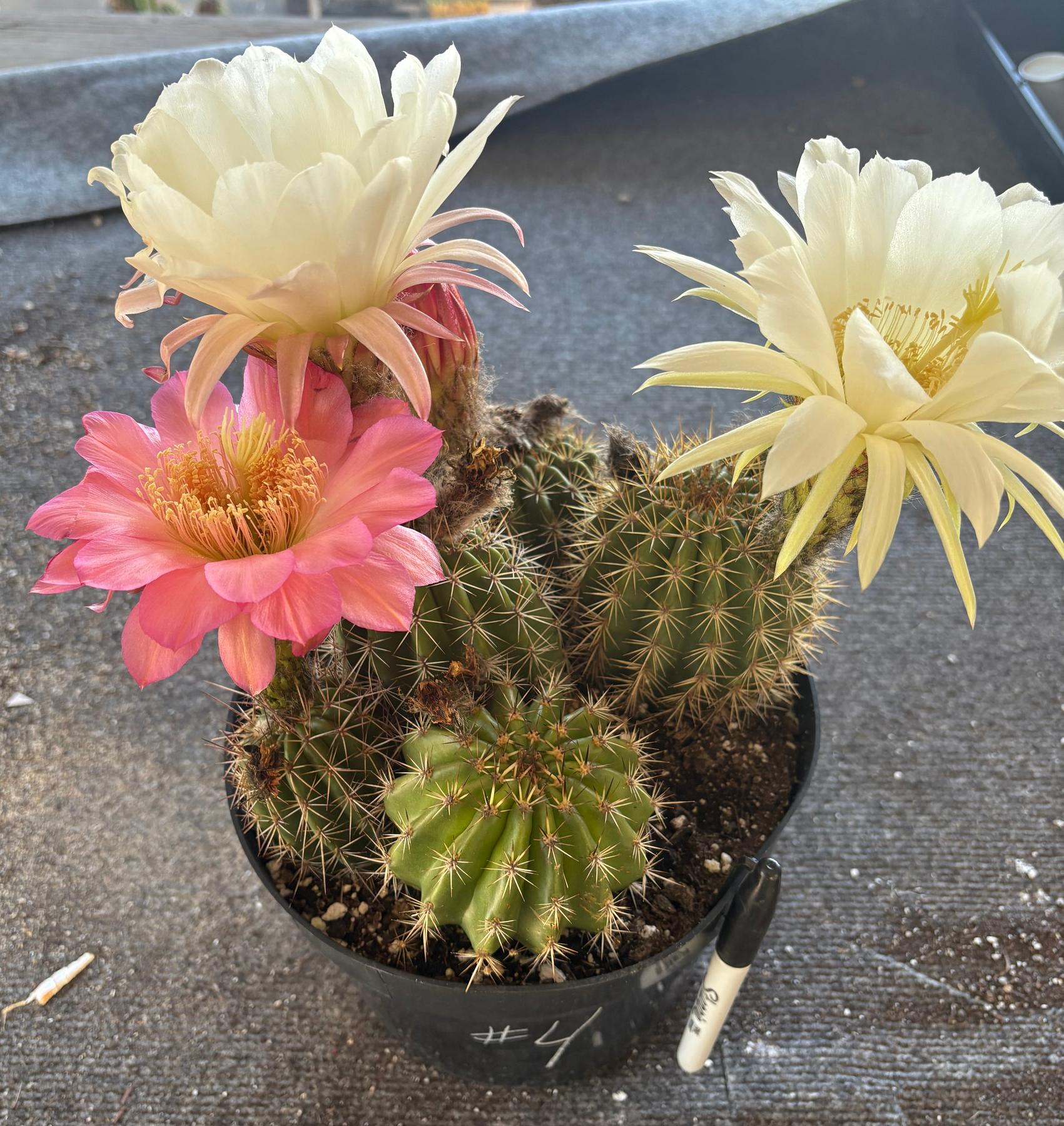 Trichocereus Grandiflorus Hybrid colored flower Cactus-Cactus - Large-The Succulent Source