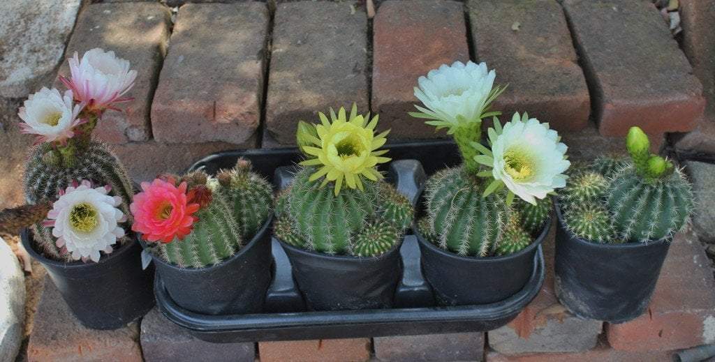 Trichocereus Grandiflorus Hybrid colored flower Cactus