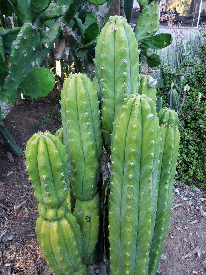Trichocereus Ornamental Cactus Cuttings - various sizes-Cactus - Large - Exact-The Succulent Source