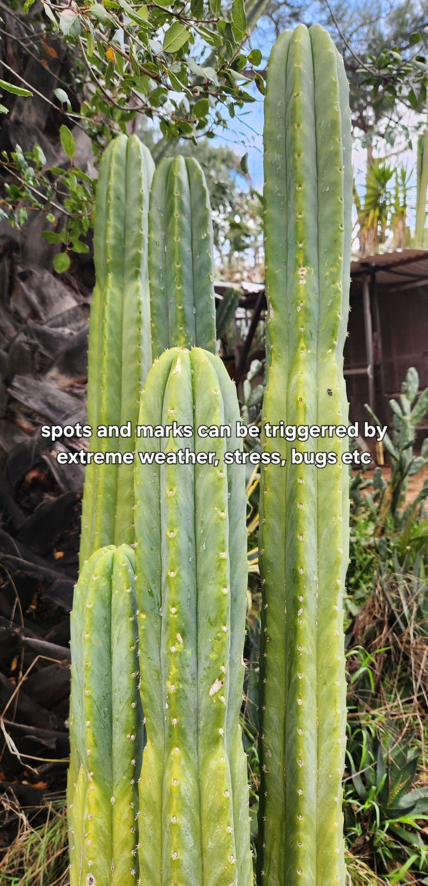 Trichocereus Pachanoi Common PC Ornamental Grafting Cactus Cuttings and Potted-Cactus - Large - Exact-The Succulent Source
