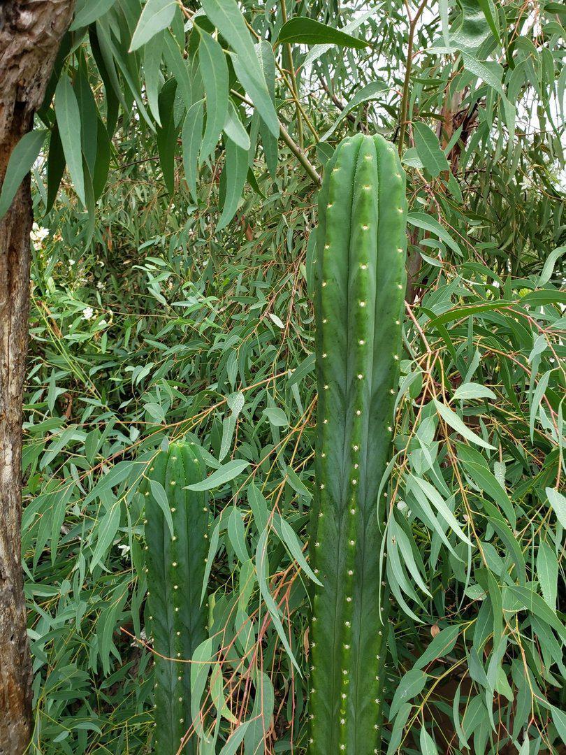 Trichocereus Ornamental Cactus Cuttings - various sizes-Cactus - Large - Exact-The Succulent Source
