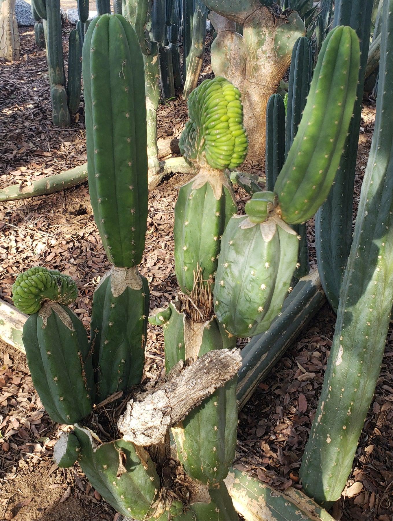Trichocereus Common PC Ornamental Grafting Cactus Cuttings - various sizes-Cactus - Large - Exact-The Succulent Source