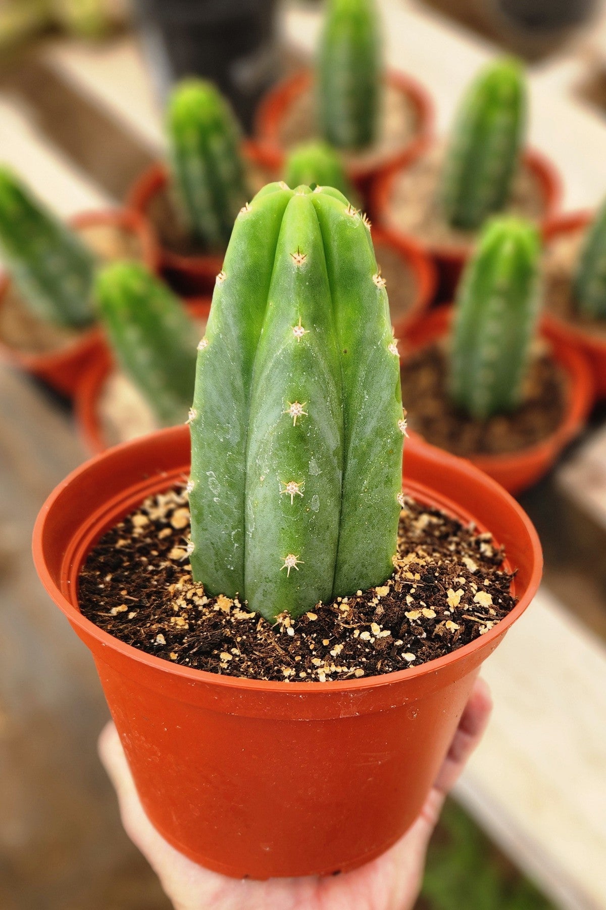 Trichocereus Pachanoi Common San Pedro PC Ornamental Grafting Cactus Cuttings and Potted-Cactus - Large - Exact-The Succulent Source