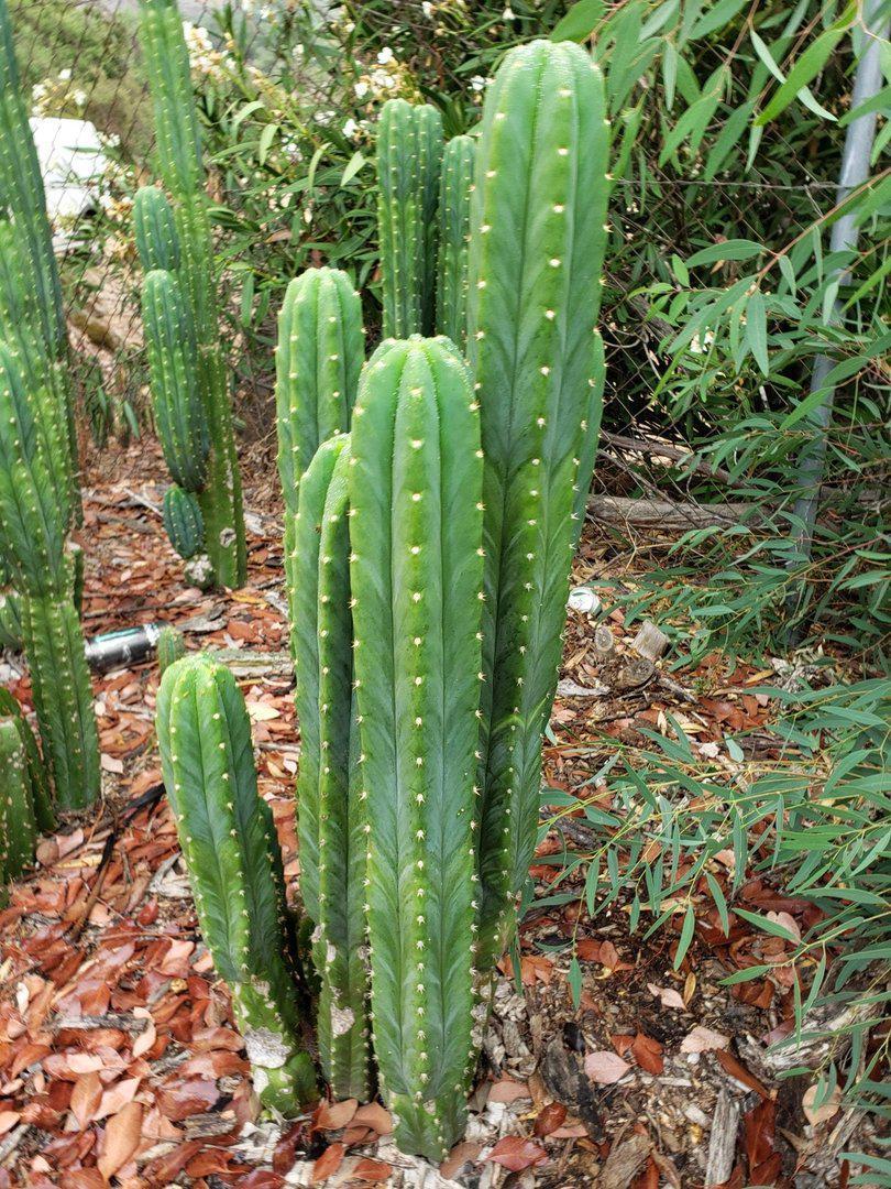 Trichocereus Ornamental Cactus Cuttings - various sizes-Cactus - Large - Exact-The Succulent Source