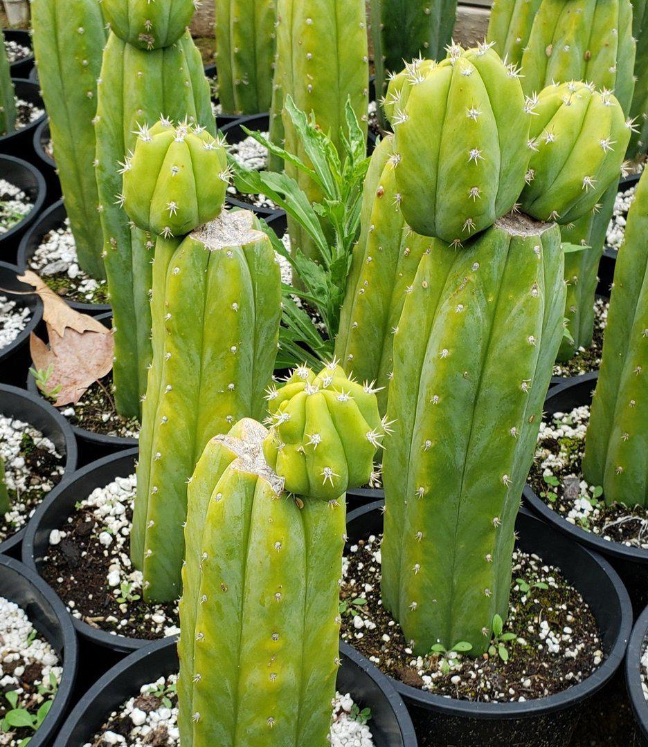 Trichocereus Pachanoi PC Common Ornamental Cactus 12