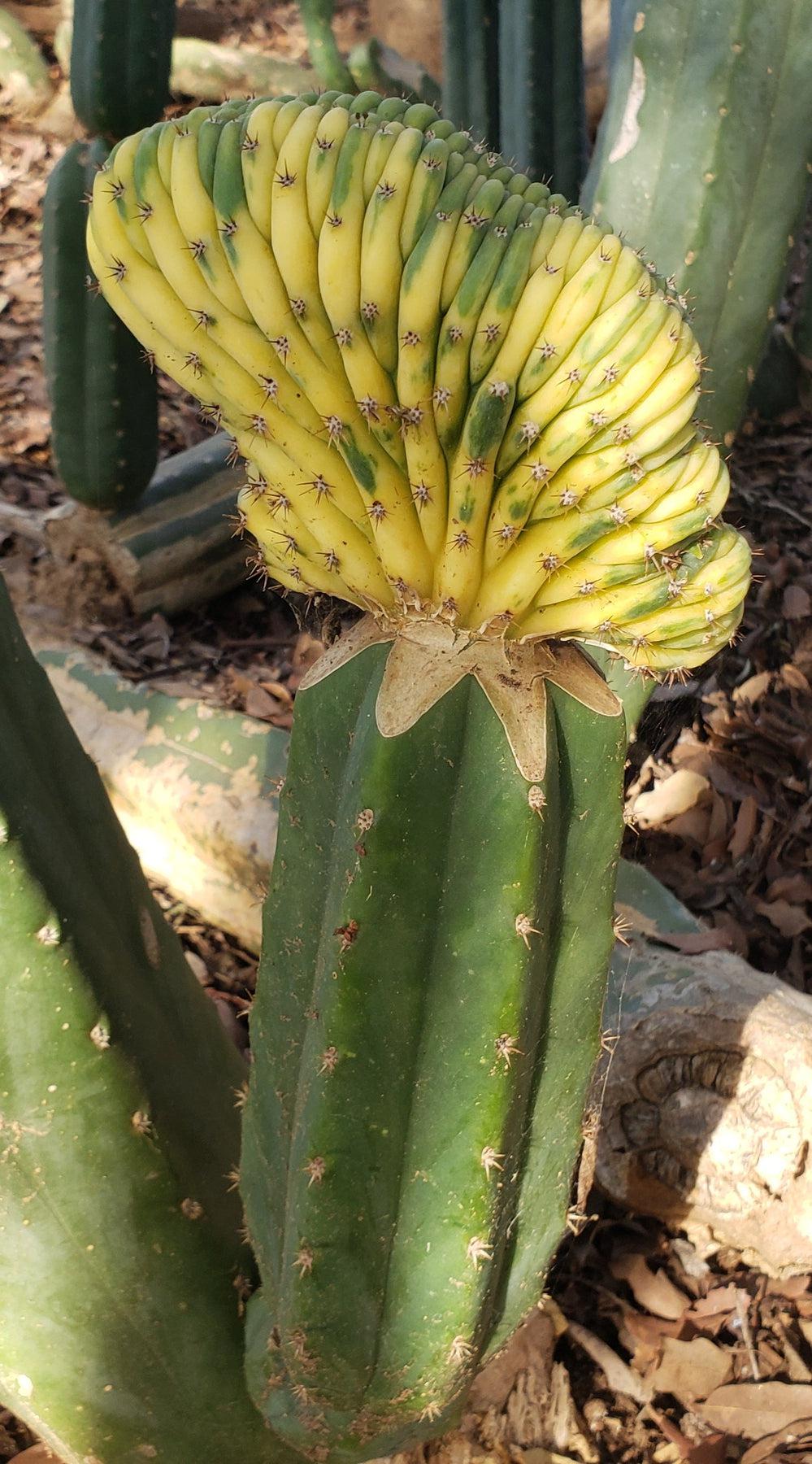 Trichocereus Common PC Ornamental Grafting Cactus Cuttings - various sizes-Cactus - Large - Exact-The Succulent Source