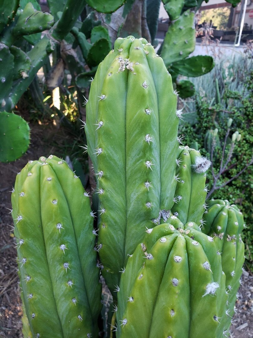 Trichocereus Ornamental Cactus Cuttings - various sizes-Cactus - Large - Exact-The Succulent Source