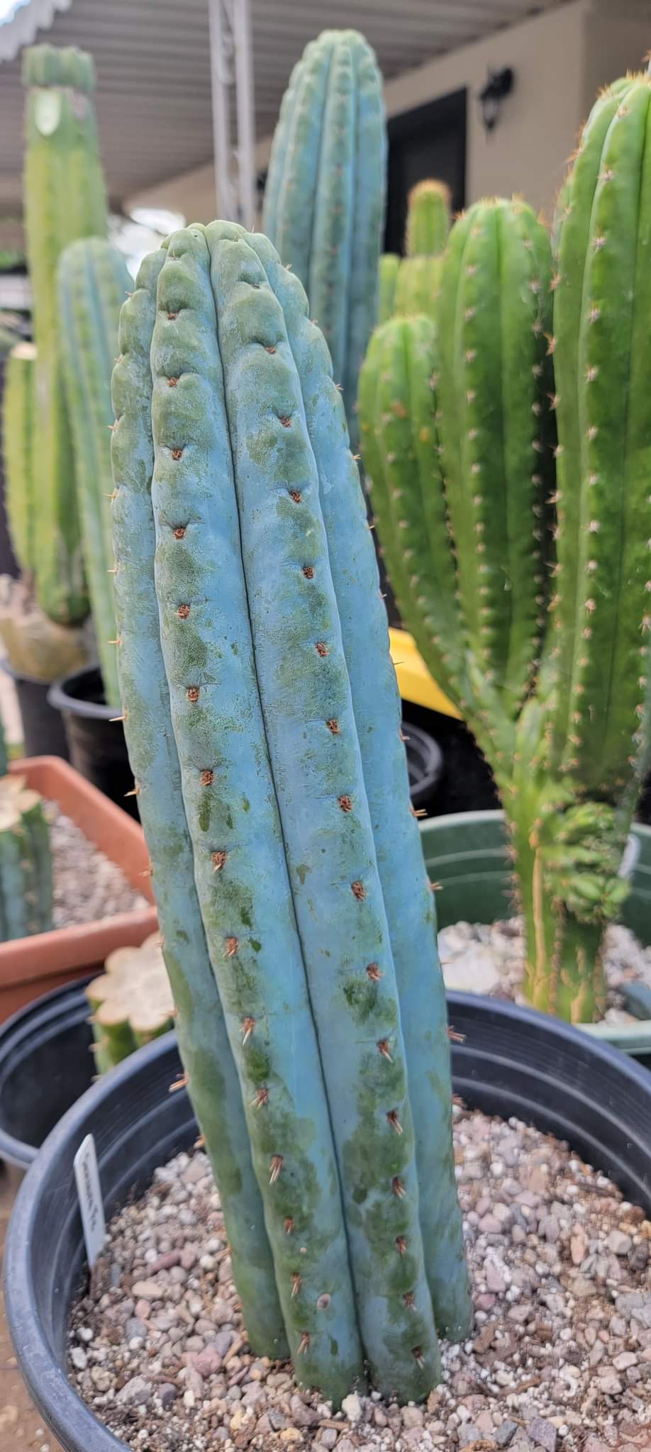 Trichocereus Ornamental Cactus Seeds Pachanoi Peruvian & others-Cactus - Large - Exact-The Succulent Source