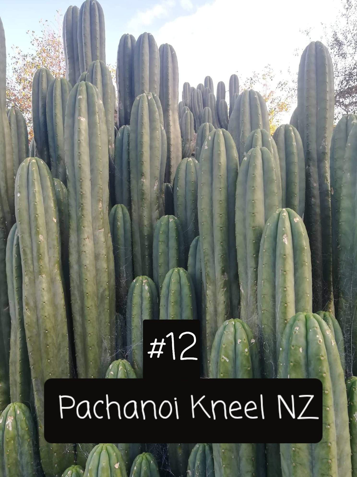 Trichocereus Ornamental Cactus Seeds Pachanoi Peruvian & others-Cactus - Large - Exact-The Succulent Source