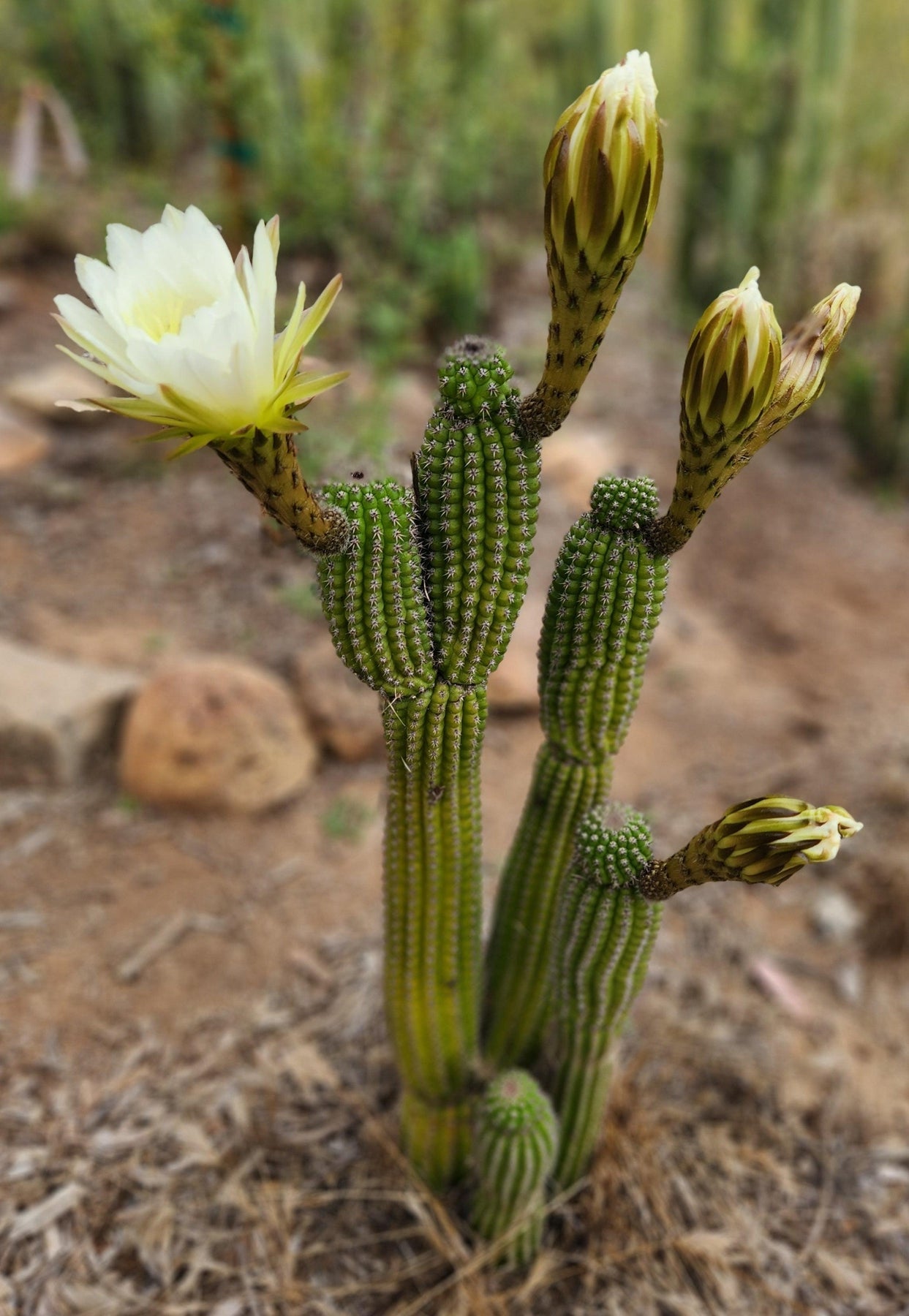 Trichocereus brevispinulous Indian Comb Cactus 7-8" Cutting-Cactus - Cutting-The Succulent Source