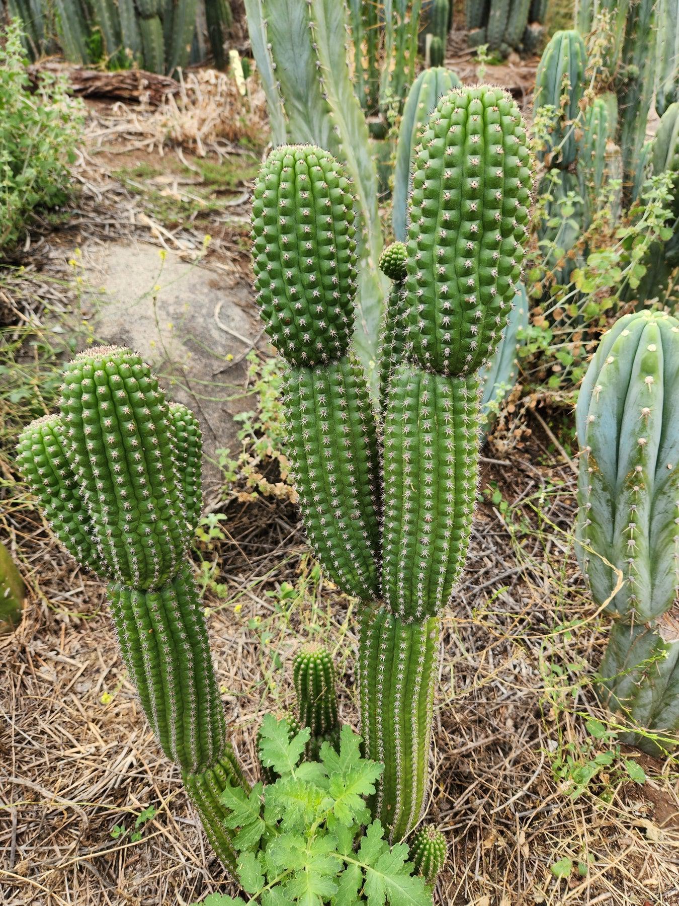 Trichocereus brevispinulous Indian Comb Cactus 7-8" Cutting-Cactus - Cutting-The Succulent Source