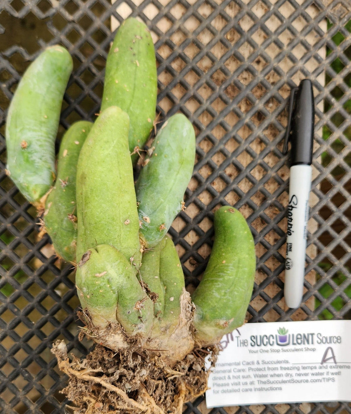 Trichocereus bridgesii forma monstrose TBM inermis aka Ornamental Penis Cactus Plant-Cactus - Medium-The Succulent Source