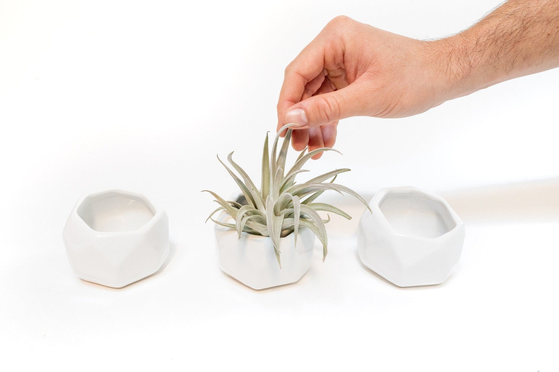 Trio of White Geometric Ceramic Containers with Assorted Tillandsia Air Plants-The Succulent Source