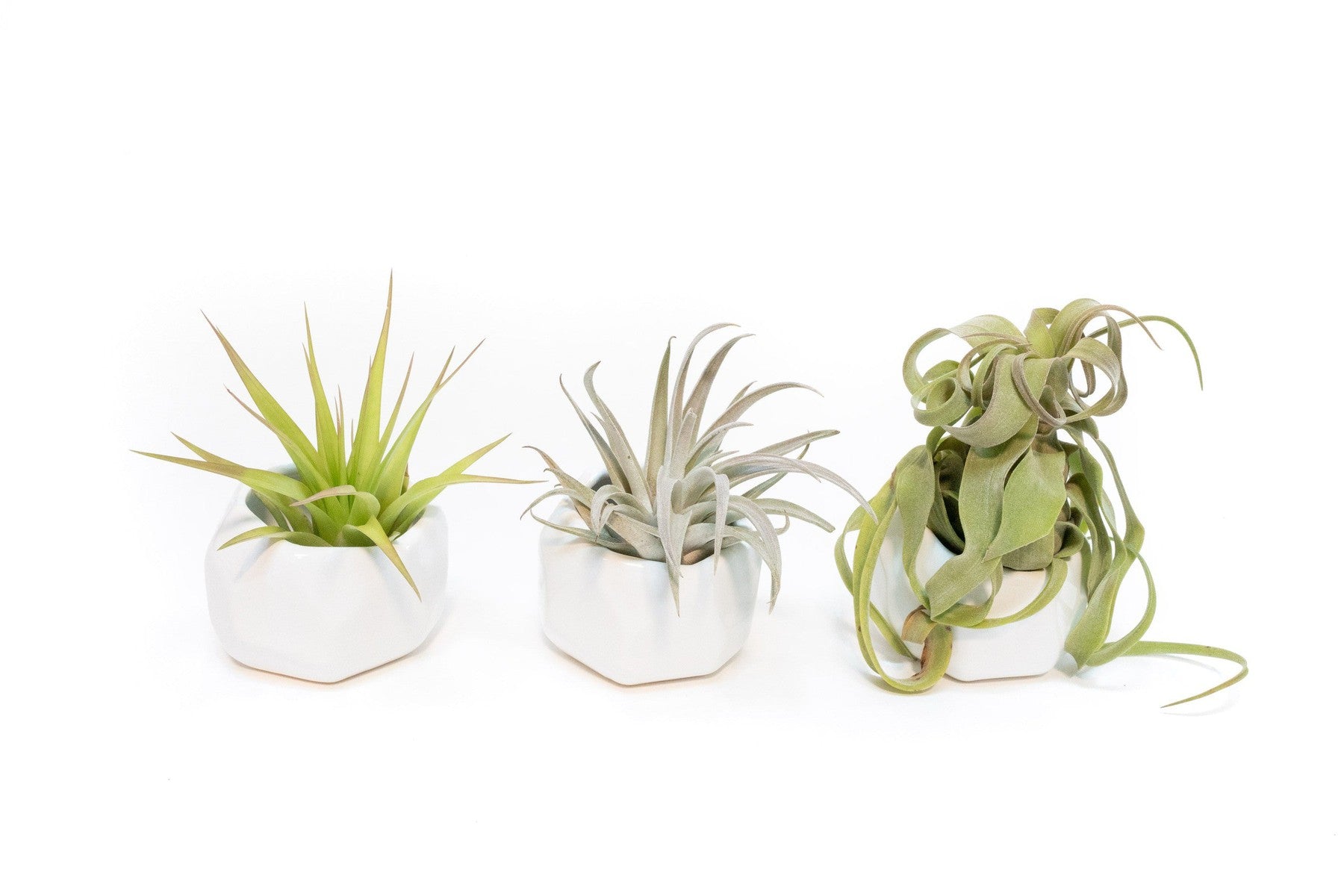 Trio of White Geometric Ceramic Containers with Assorted Tillandsia Air Plants-The Succulent Source