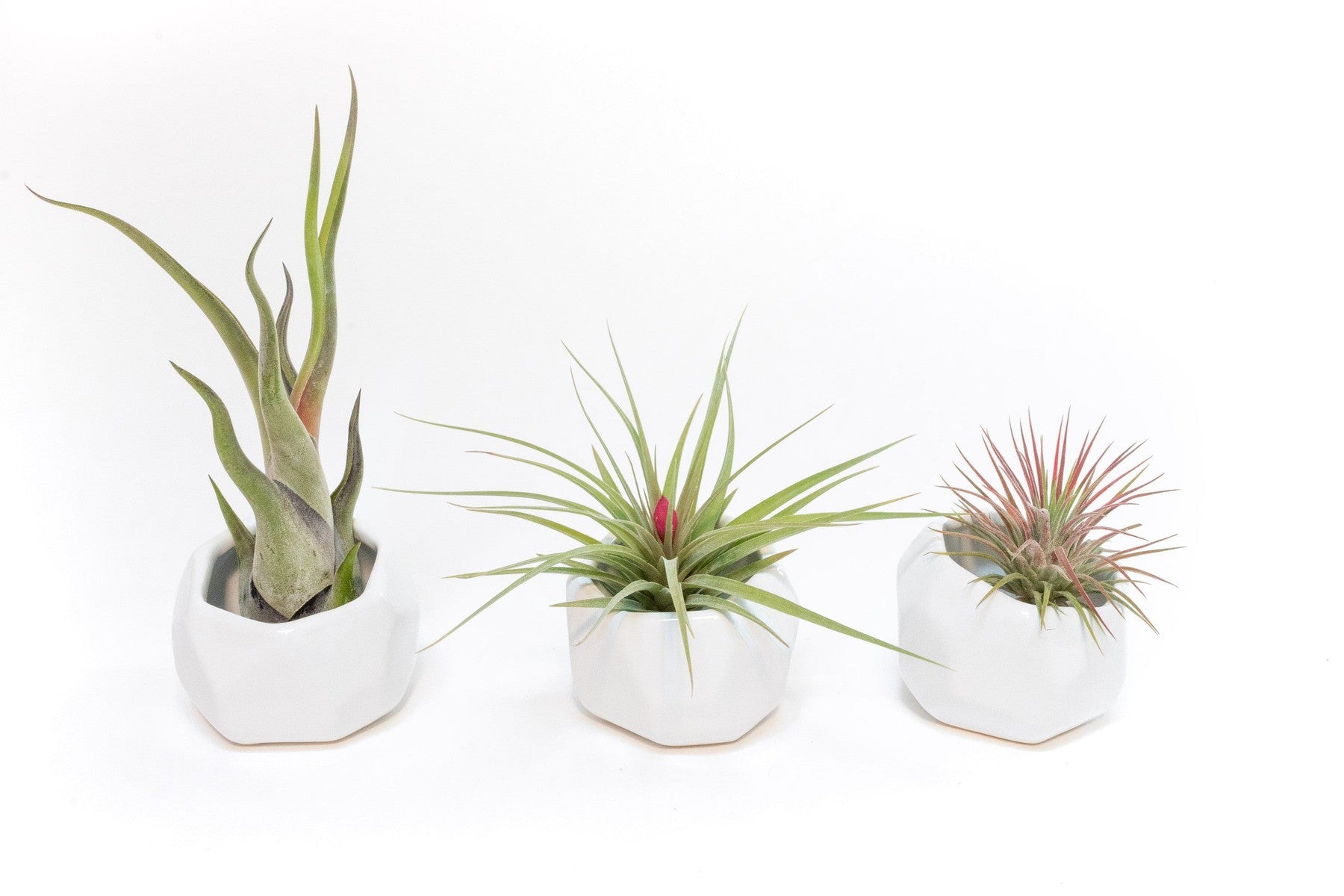 Trio of White Geometric Ceramic Containers with Custom Tillandsia Air Plants-The Succulent Source