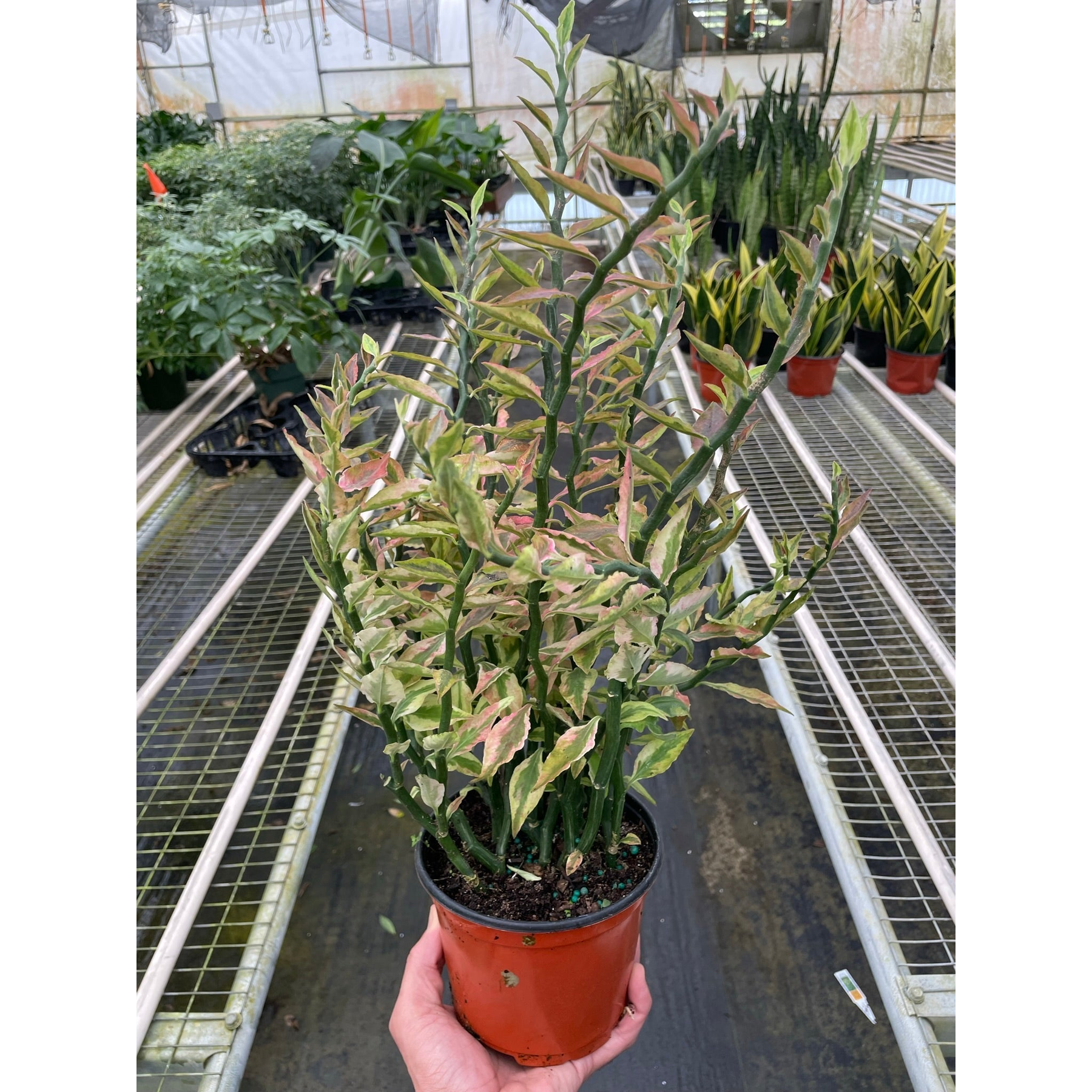devil's spine succulent Variegated Devil's Backbone Euphorbia