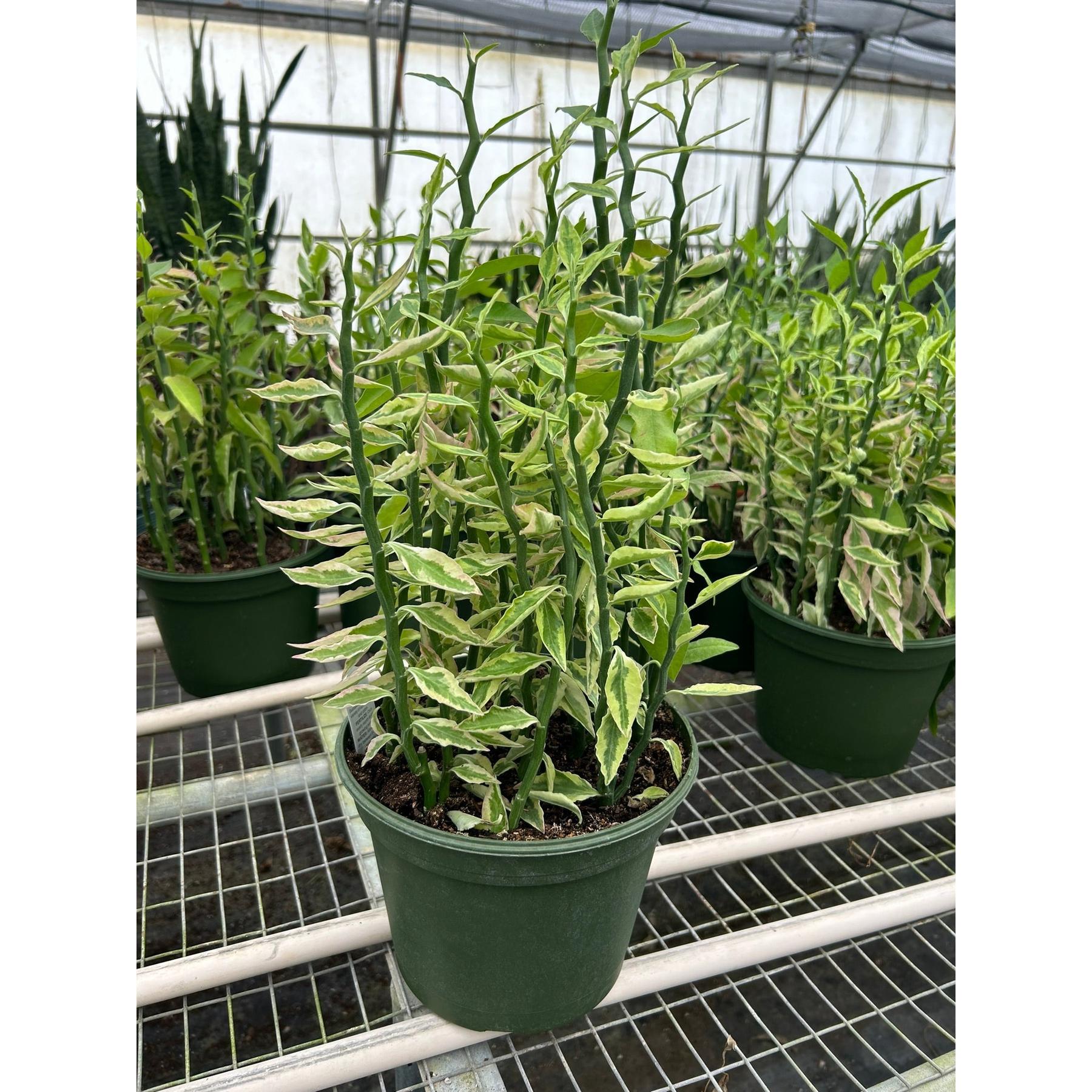 Variegated Devil's Backbone Euphorbia-Succulent-The Succulent Source