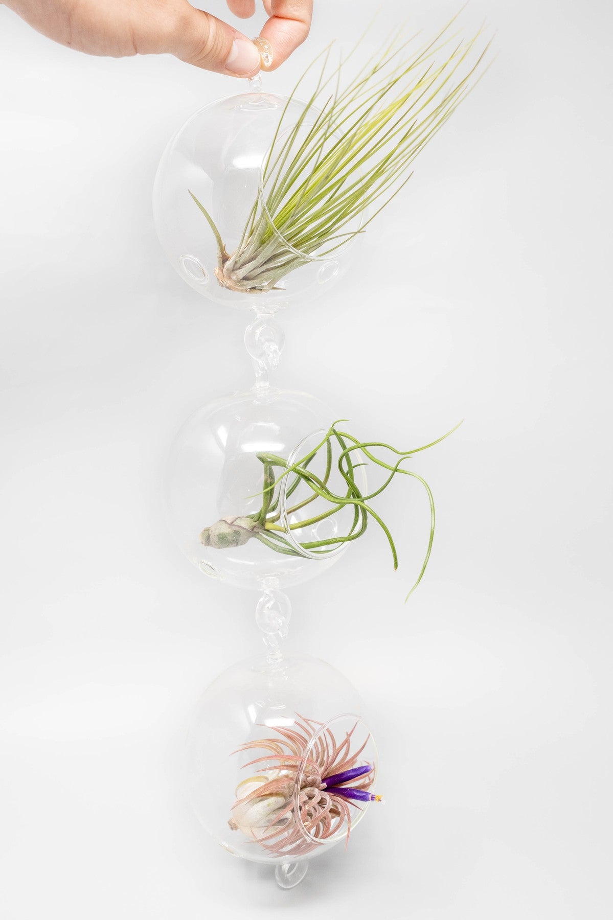 Vertical Garden Display featuring 6 Terrariums with Double Hooks and Air Plants-terrarium-The Succulent Source