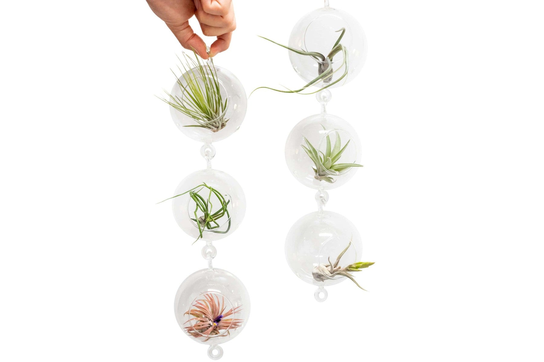 Vertical Garden Display featuring 6 Terrariums with Double Hooks and Air Plants-terrarium-The Succulent Source