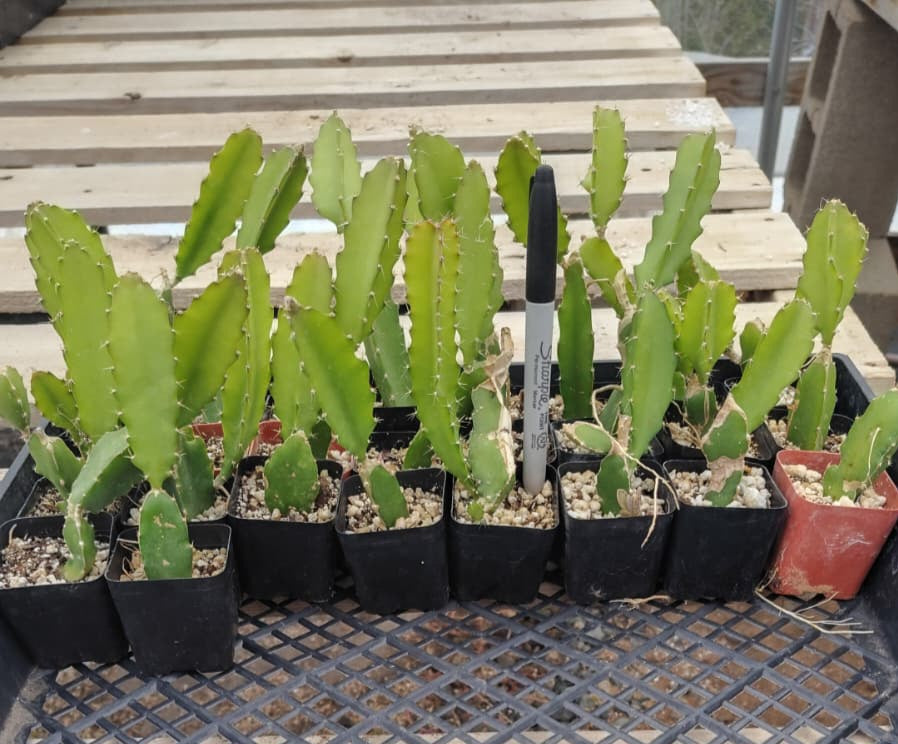 #119 Dragon Fruit aka Selenicereus Hylocereus undatus