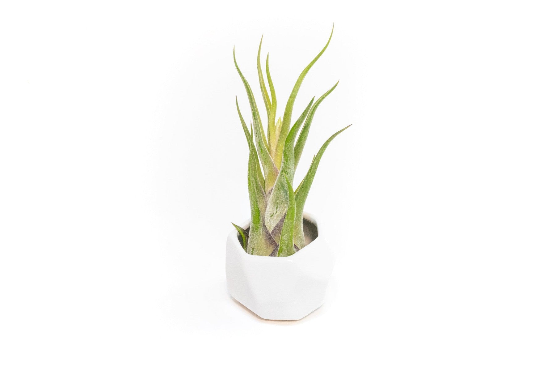 White Geometric Ceramic Container with Assorted Tillandsia Air Plant-The Succulent Source