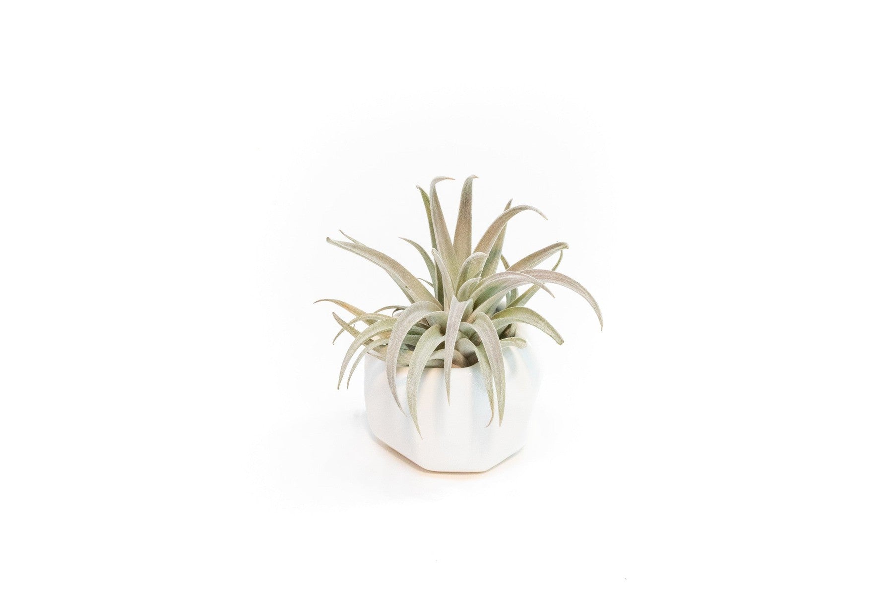 White Geometric Ceramic Container with Assorted Tillandsia Air Plant-The Succulent Source
