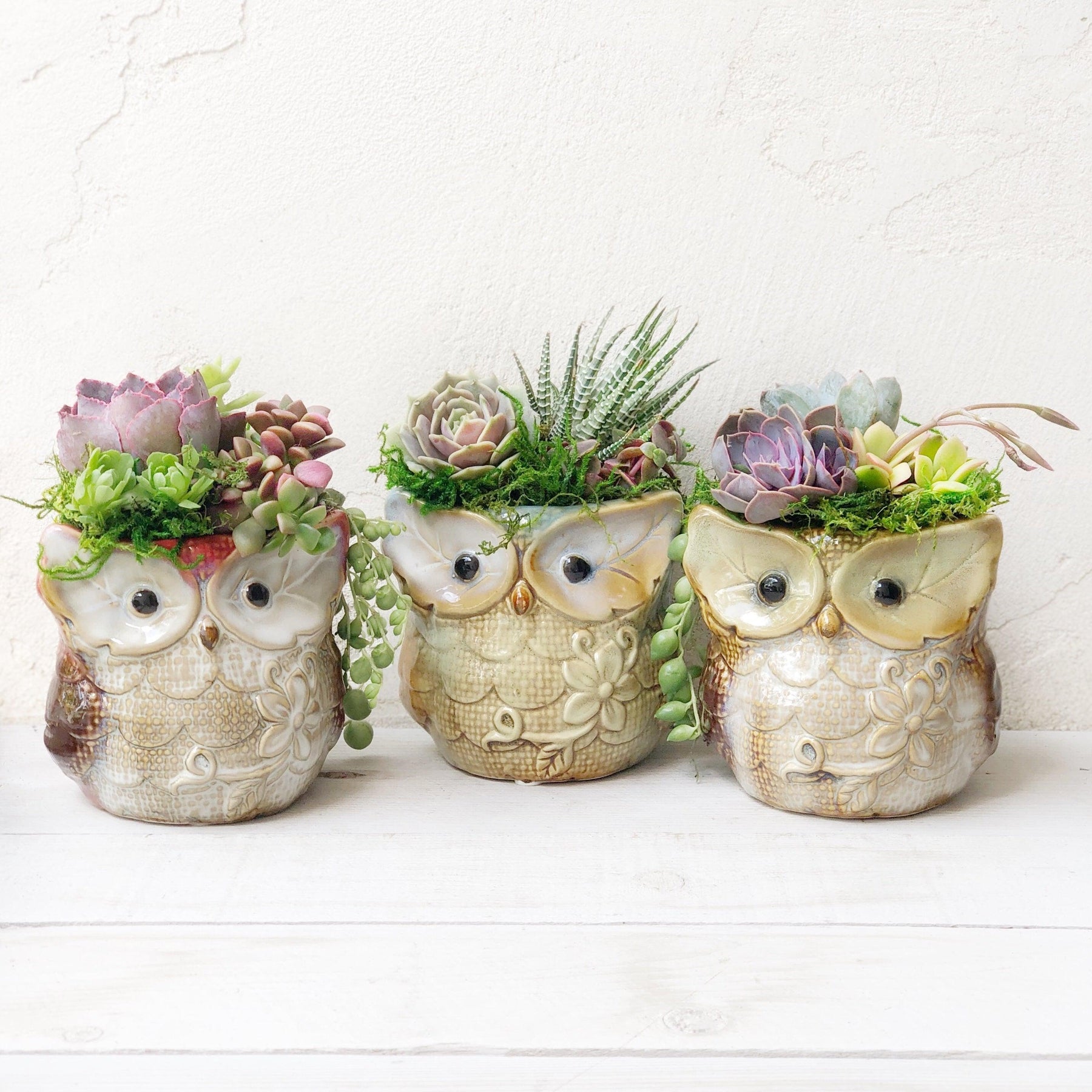 owl succulent pots Succulent Arrangement