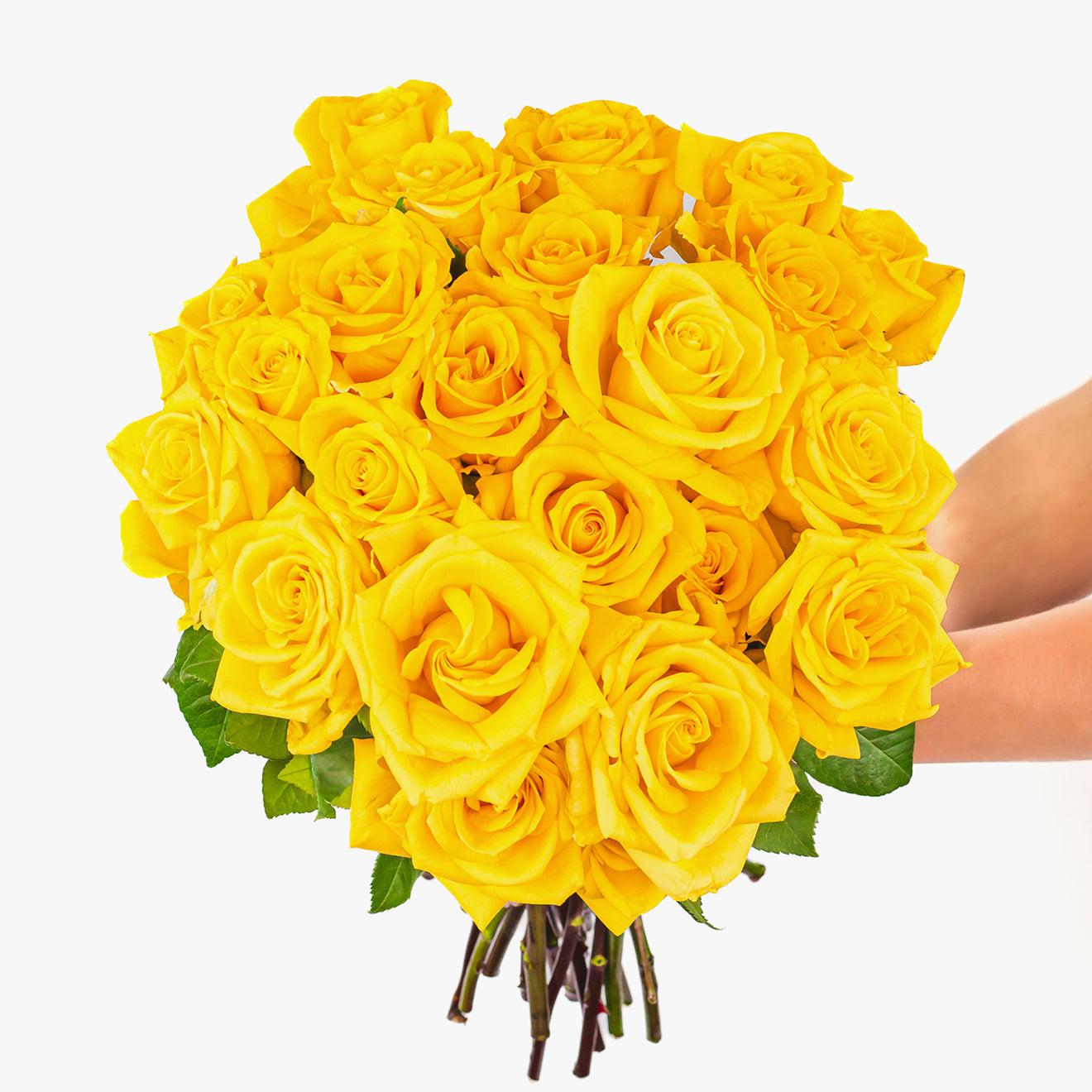 Yellow Rose-The Succulent Source