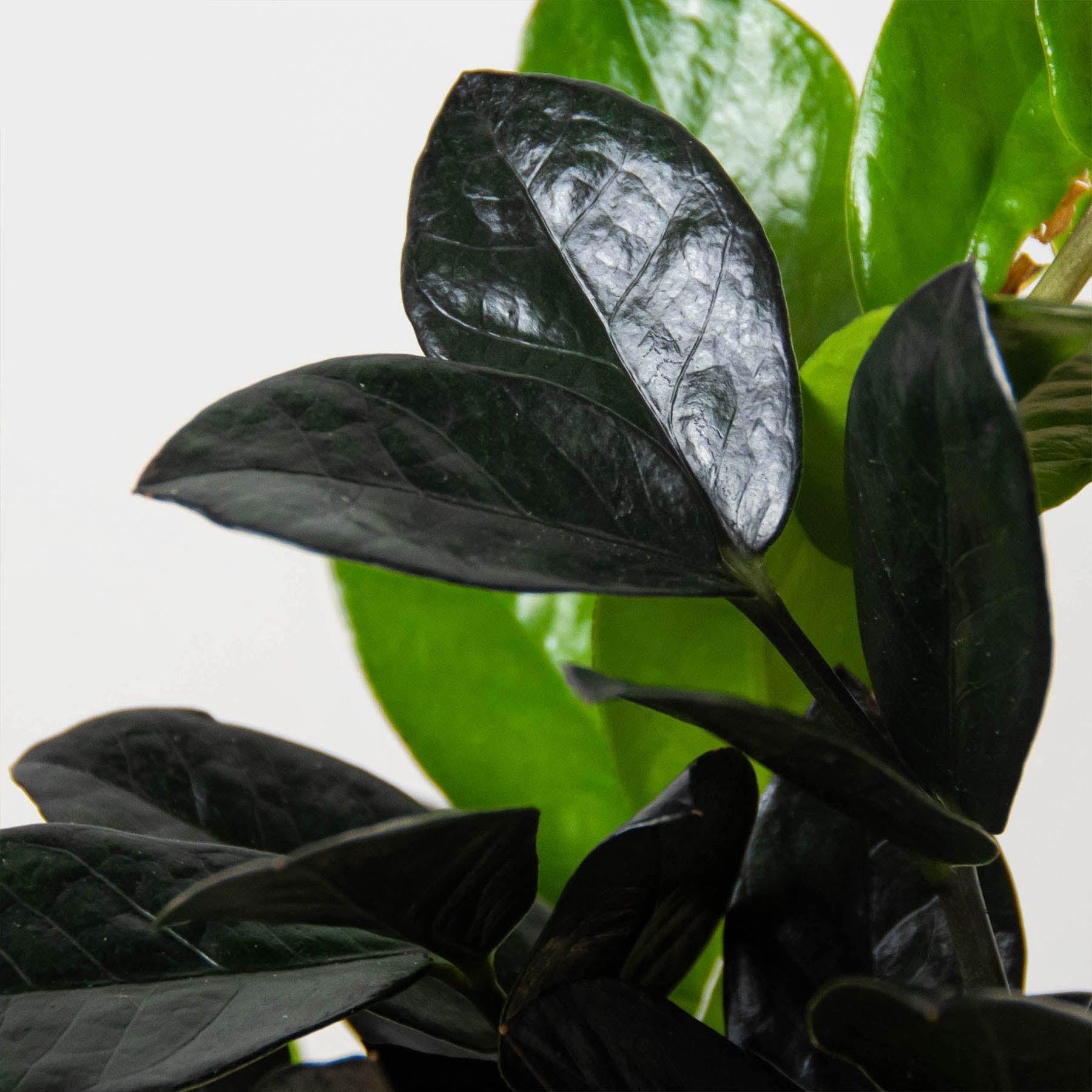 ZZ Zamioculcas 'Black Queen'-Indoor Plants-The Succulent Source