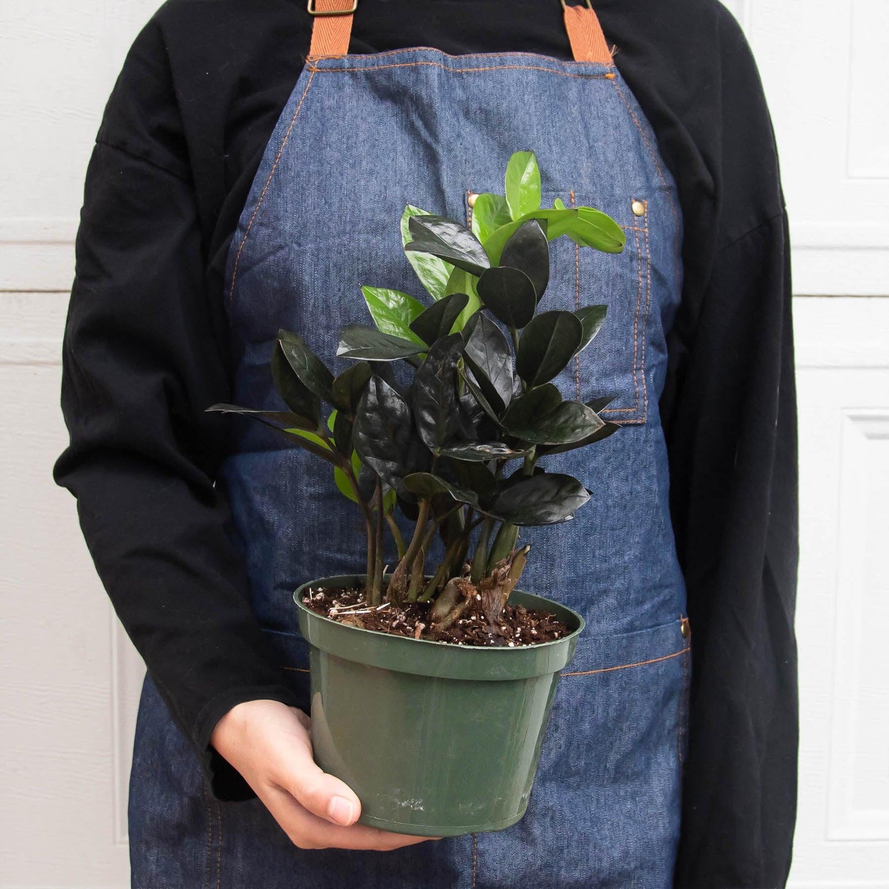 ZZ Zamioculcas 'Black Queen'-Indoor Plants-The Succulent Source