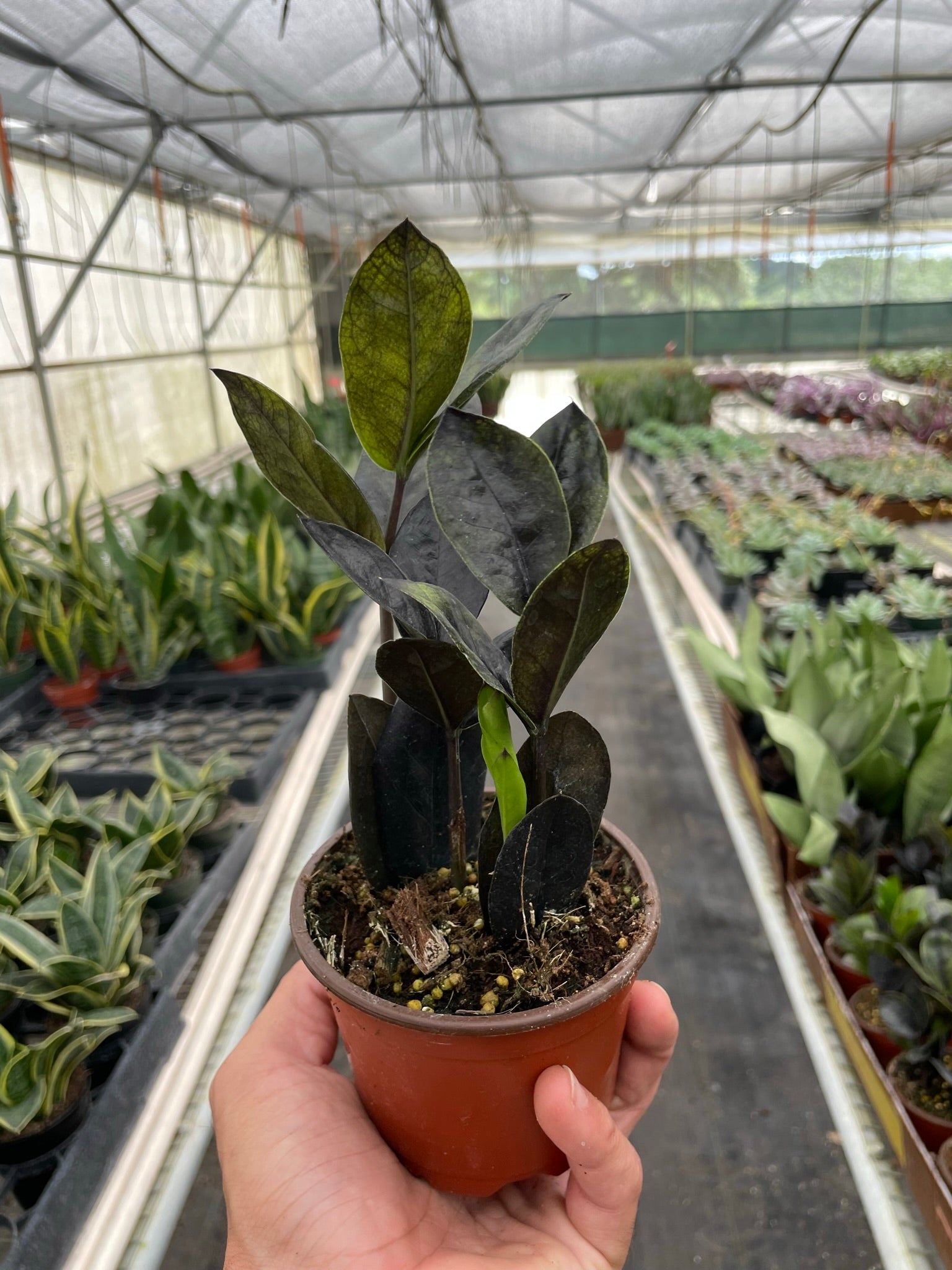 ZZ Zamioculcas 'Black Queen'-Indoor Plants-The Succulent Source