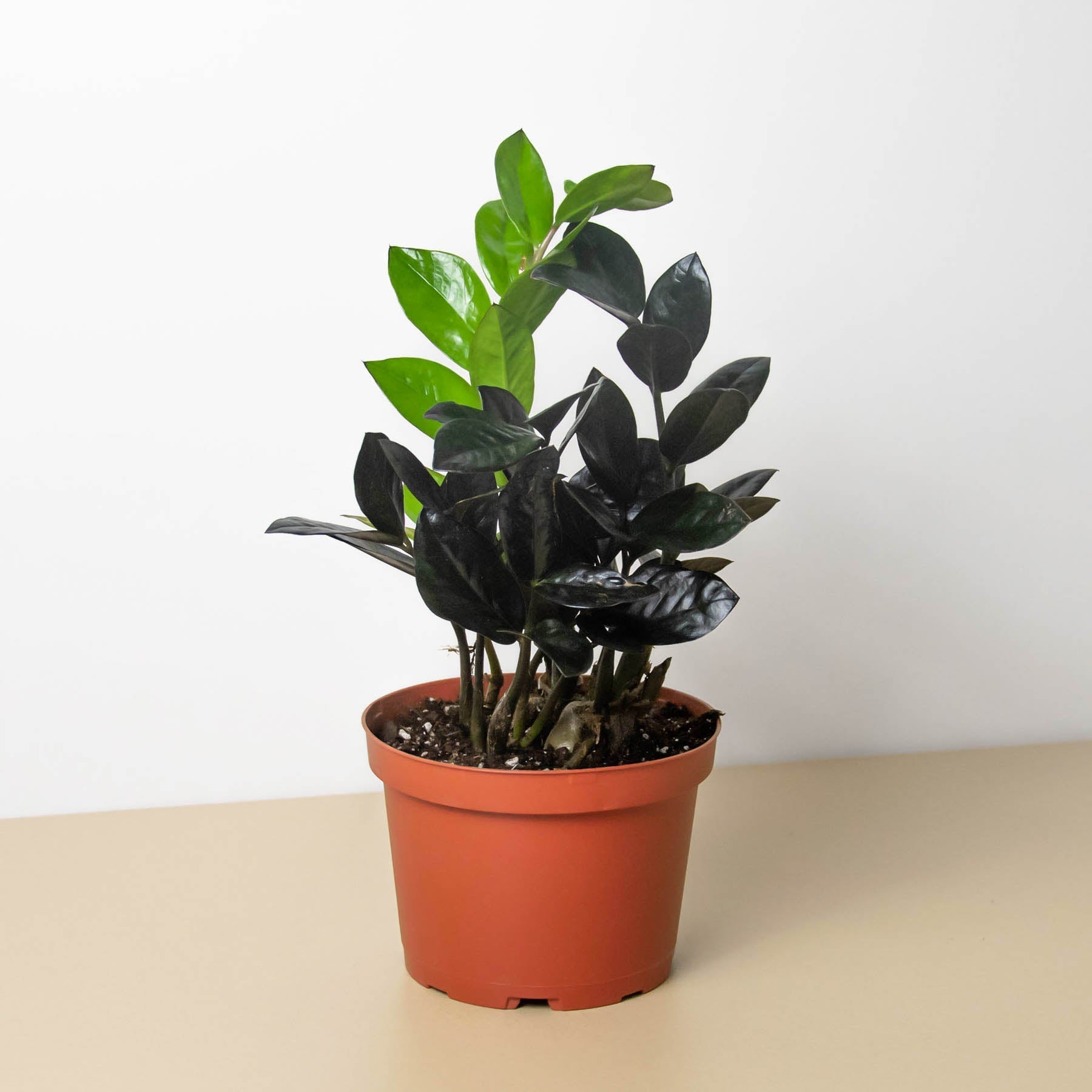 ZZ Zamioculcas 'Black Queen'-Indoor Plants-The Succulent Source