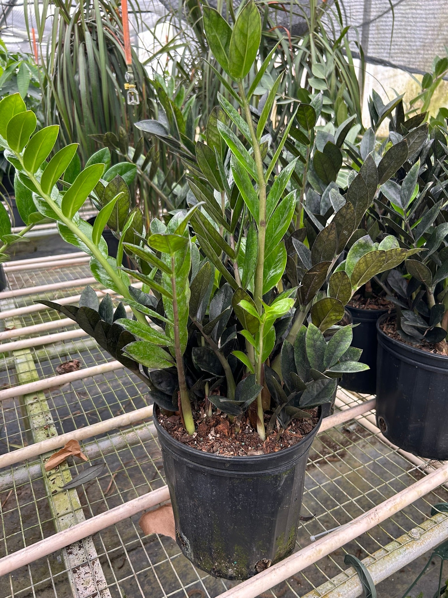 ZZ Zamioculcas 'Black Queen'-Indoor Plants-The Succulent Source