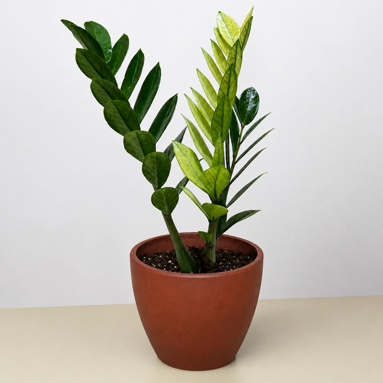 Zamioculcas 'Chameleon'-The Succulent Source
