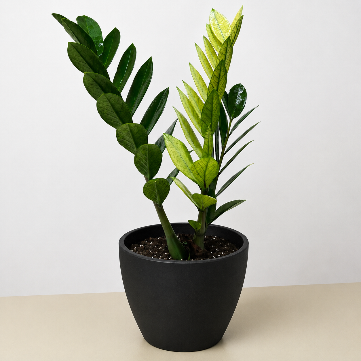Zamioculcas 'Chameleon'-The Succulent Source