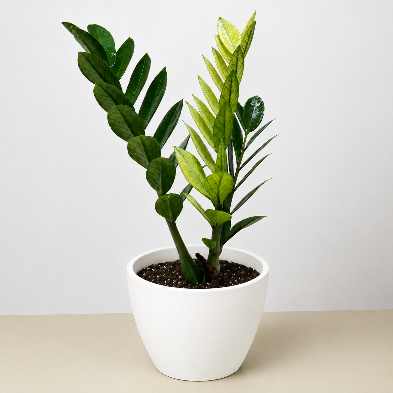 Zamioculcas 'Chameleon'-The Succulent Source