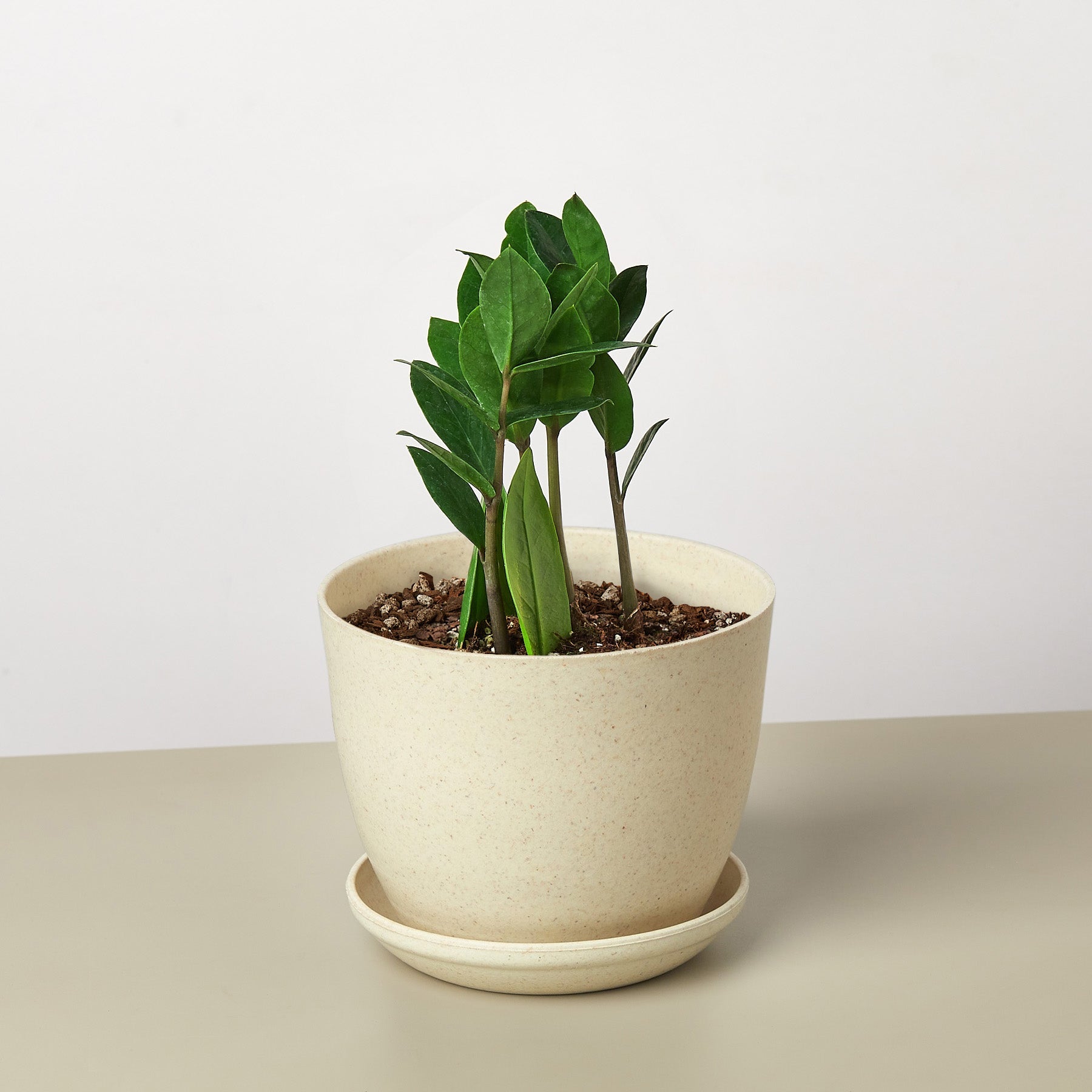 Zamioculcas Zamiifolia 'ZZ'-Indoor Plants-The Succulent Source