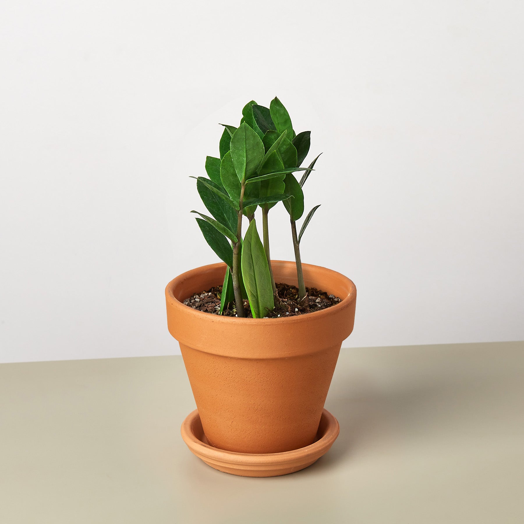 Zamioculcas Zamiifolia 'ZZ'-Indoor Plants-The Succulent Source