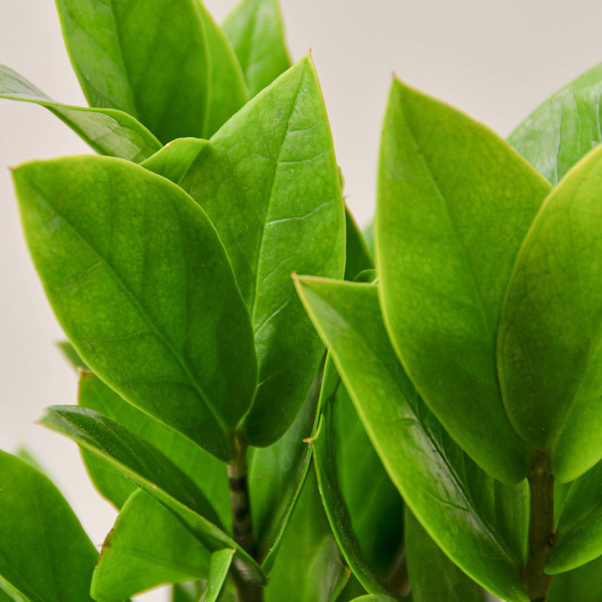 Zamioculcas Zamiifolia 'ZZ'-Indoor Plants-The Succulent Source