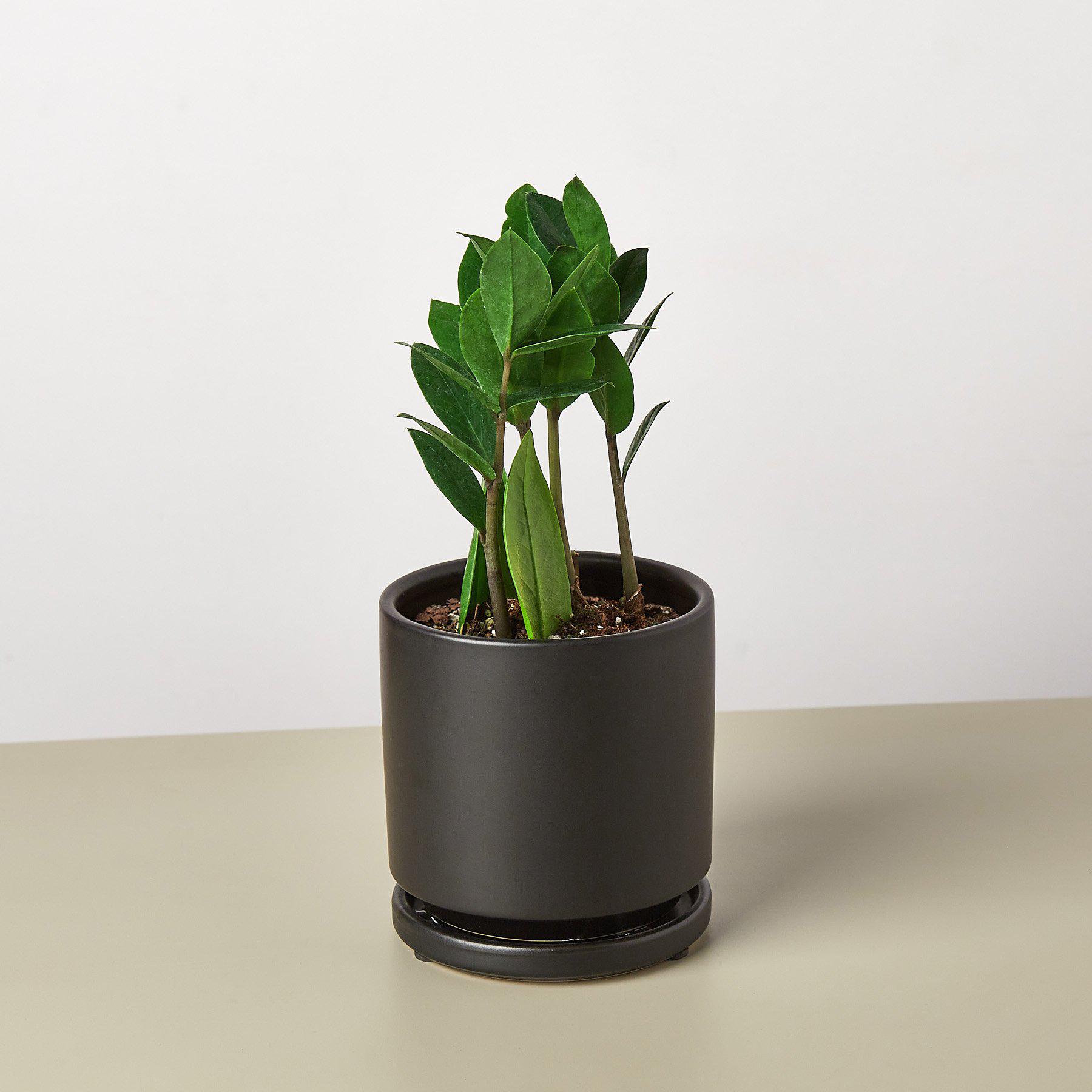 Zamioculcas Zamiifolia 'ZZ'-Indoor Plants-The Succulent Source