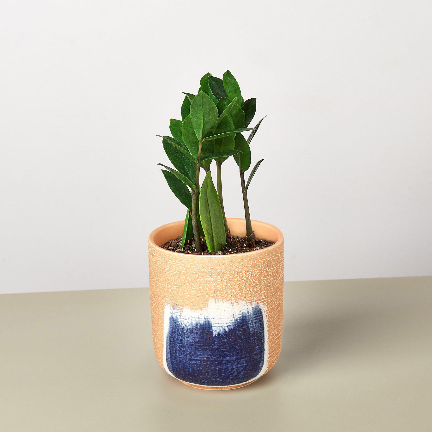 Zamioculcas Zamiifolia 'ZZ'-Indoor Plants-The Succulent Source